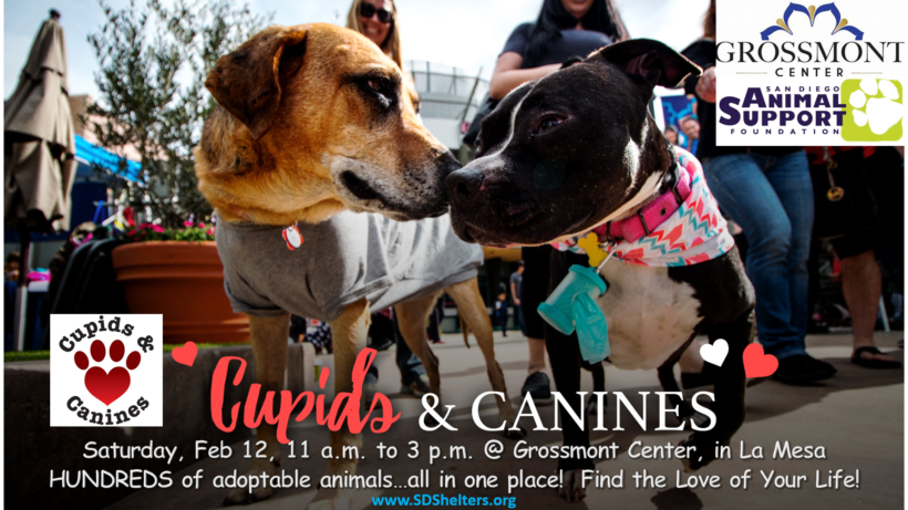 Cupids and Canines Mega Adoption Event