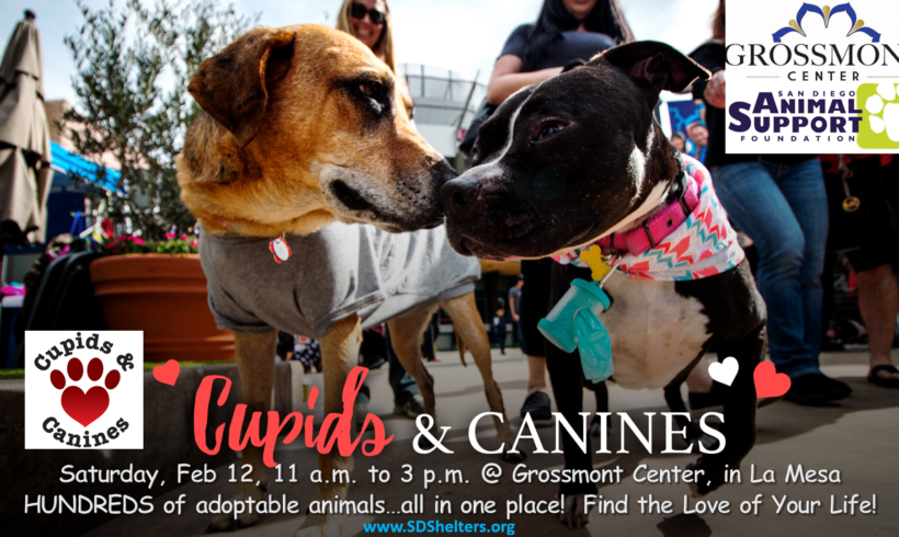 Cupids and Canines Mega Adoption Event